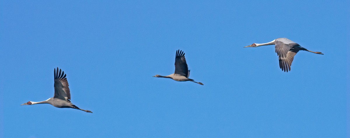 Telli Turna - ML646993069