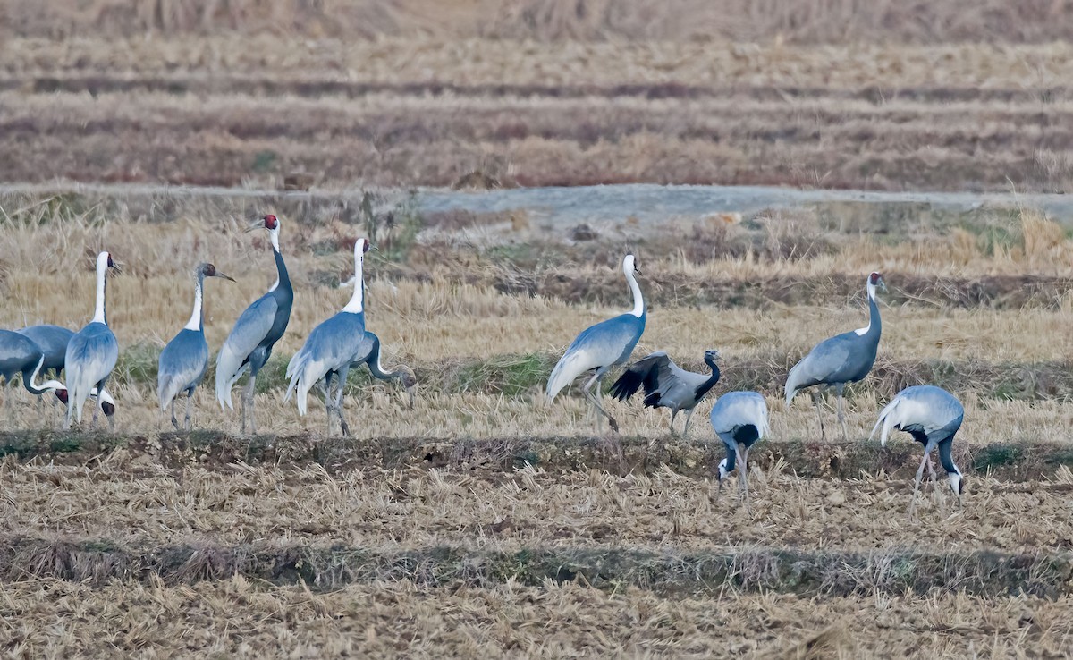 Telli Turna - ML646993070