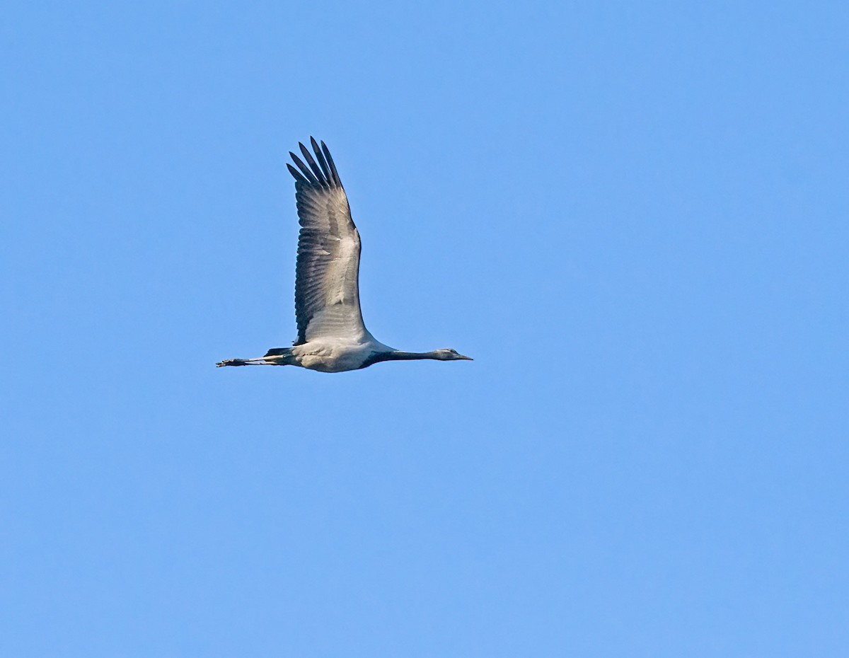 Telli Turna - ML646993071