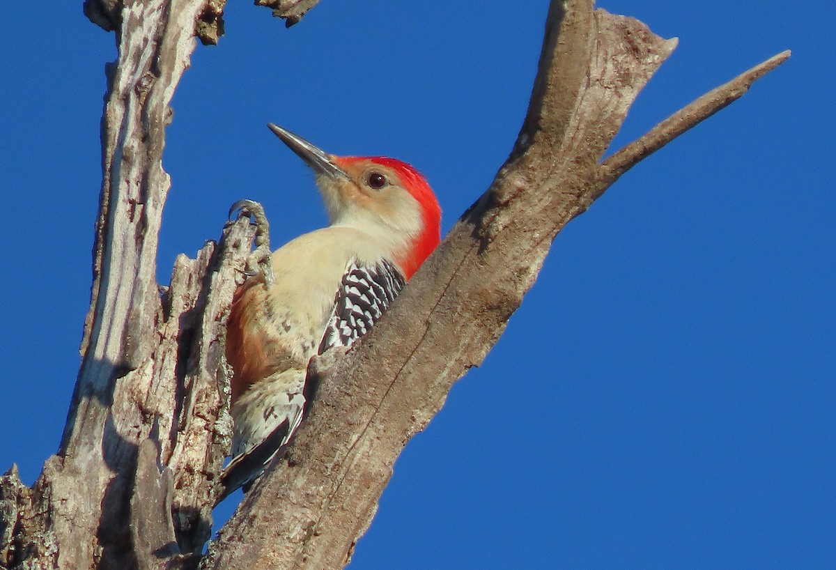 Carpintero de Carolina - ML646993072