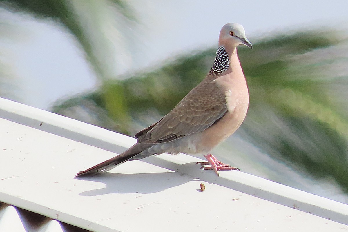 Tórtola Moteada - ML646993077