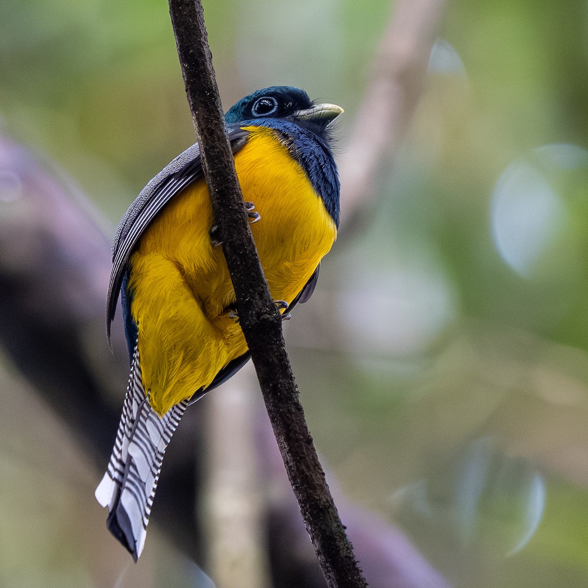 Graceful Black-throated Trogon - ML646993078