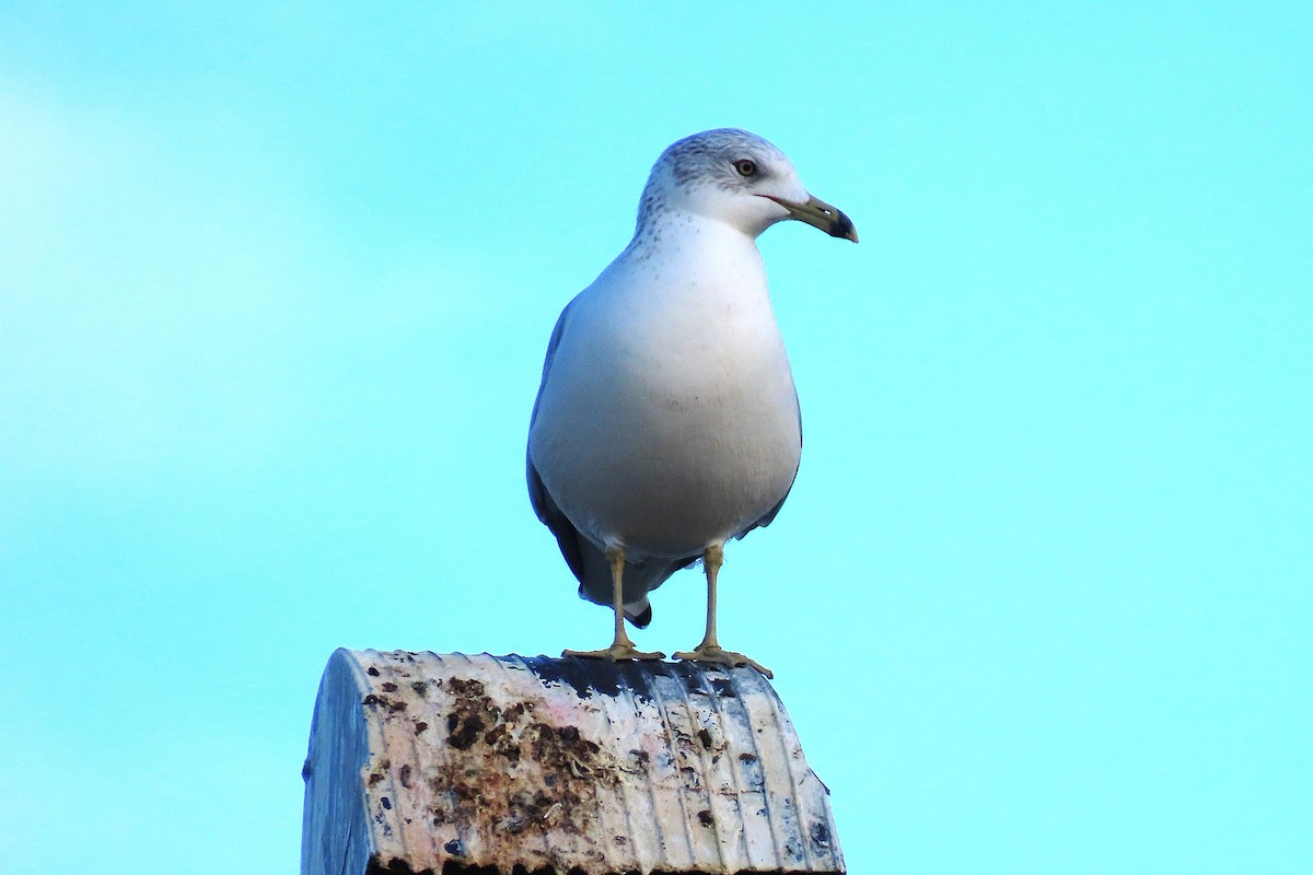 Ring-billed Gull - ML646993079
