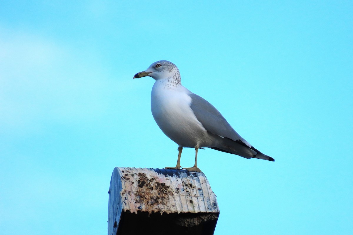 Ring-billed Gull - ML646993080