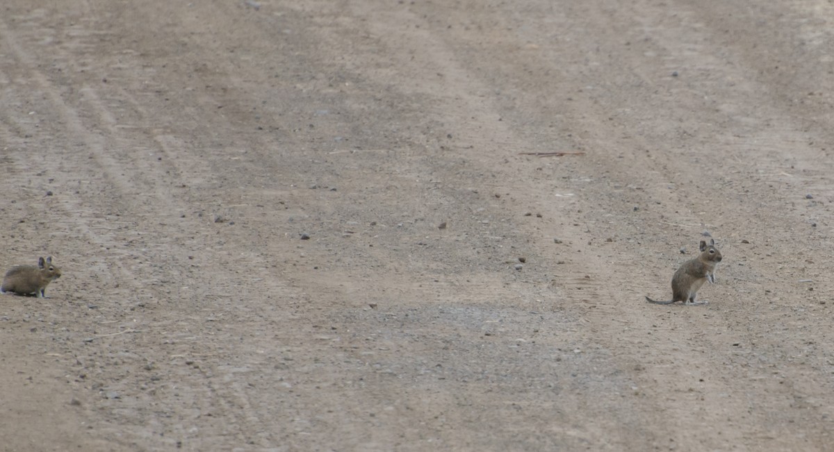 Common Degu - ML646993086