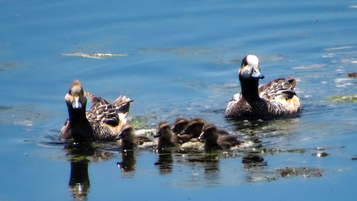 sørblesand - ML646993091