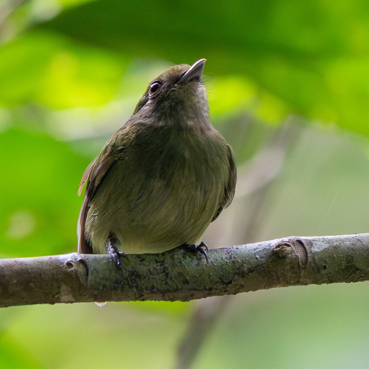 Velvety Manakin - ML646993092