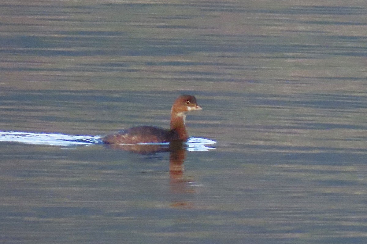 Pied-billed Grebe - ML646993093