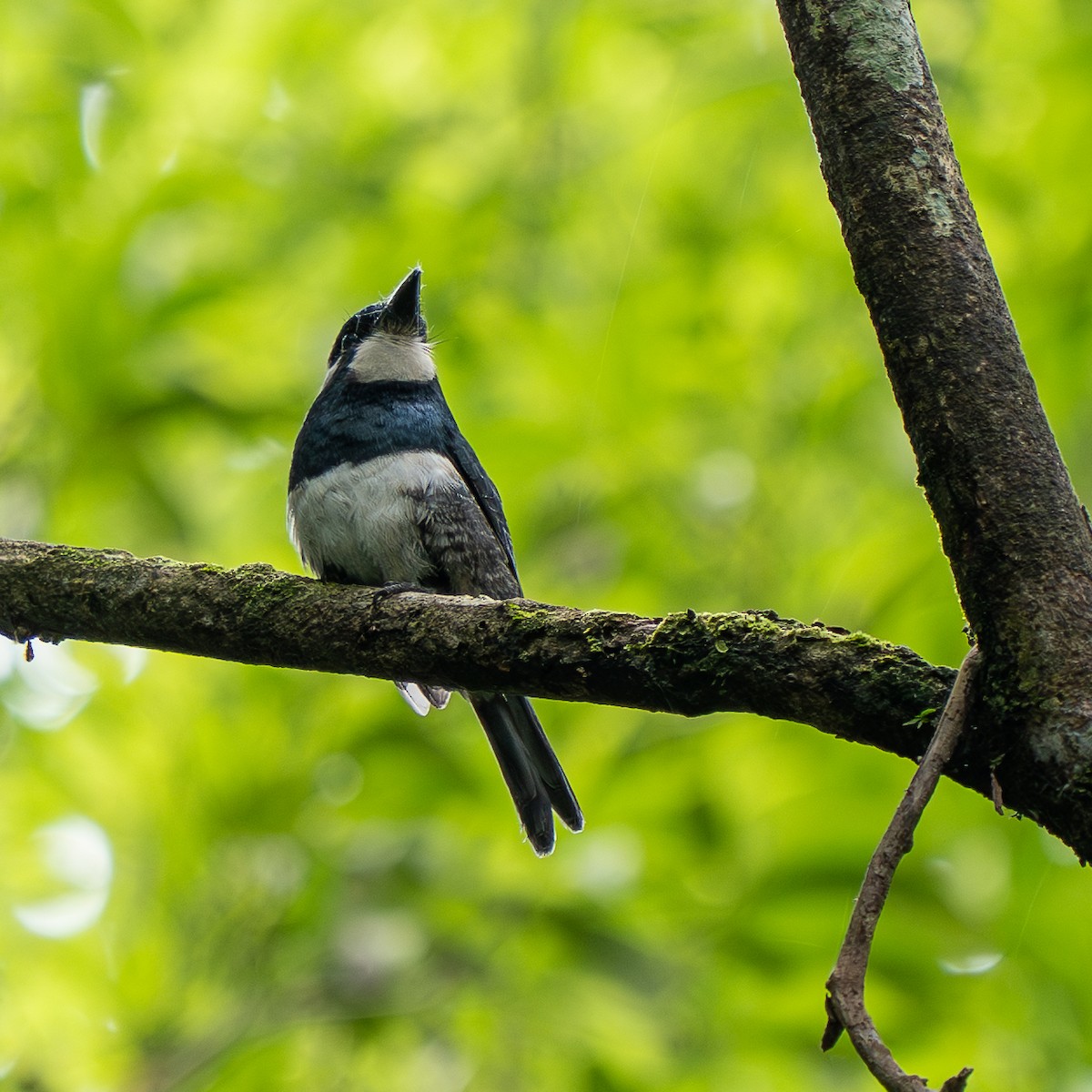 Black-breasted Puffbird - ML646993095