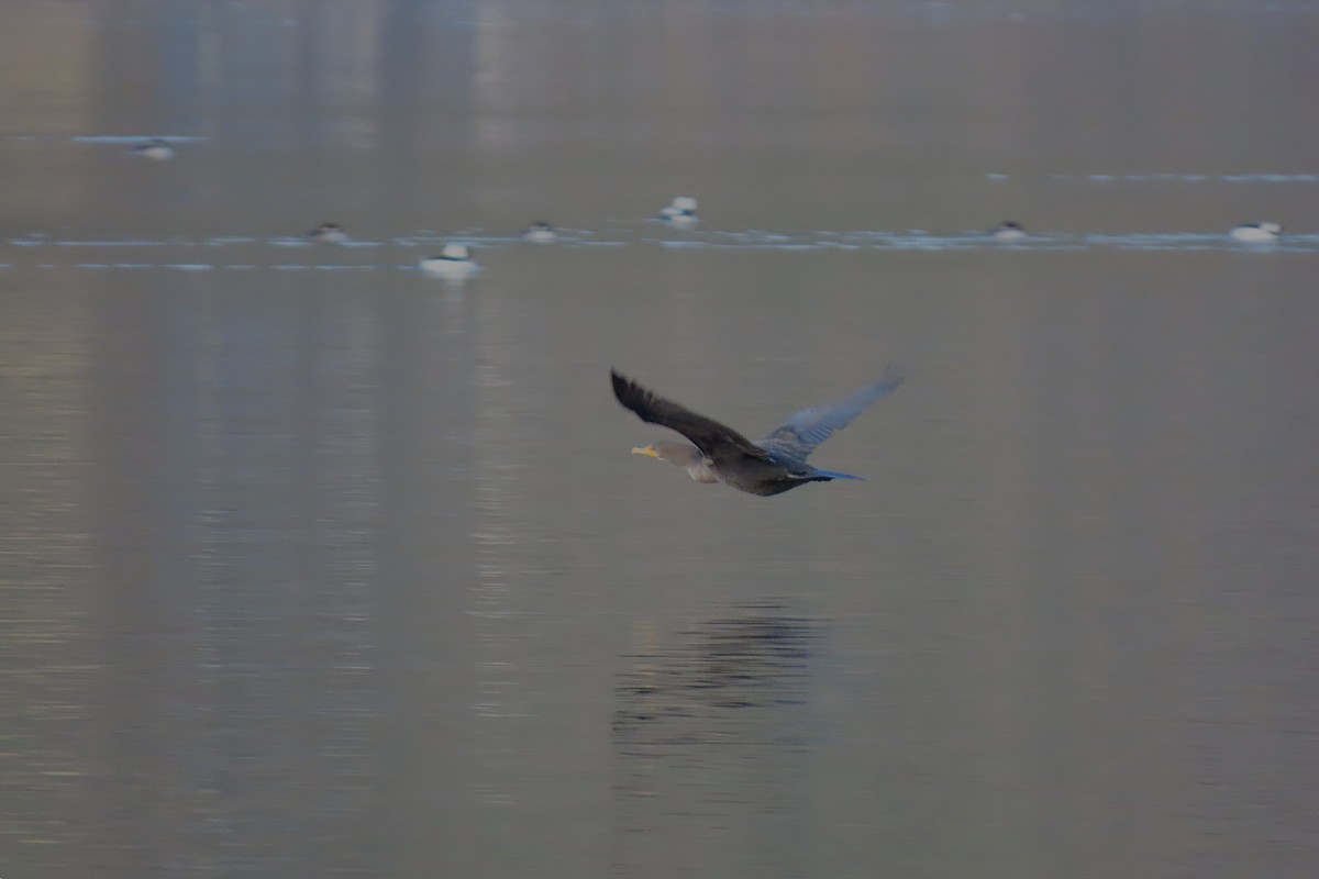 Double-crested Cormorant - ML646993104