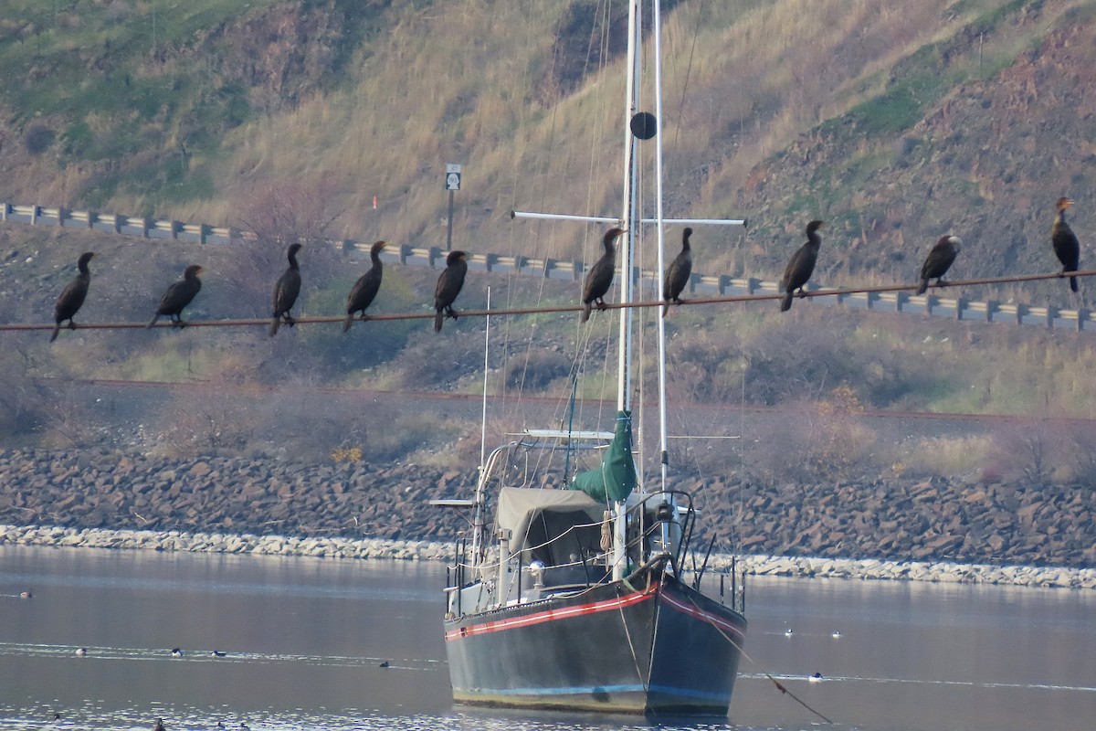 Double-crested Cormorant - ML646993106