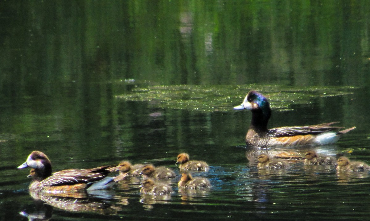 sørblesand - ML646993107