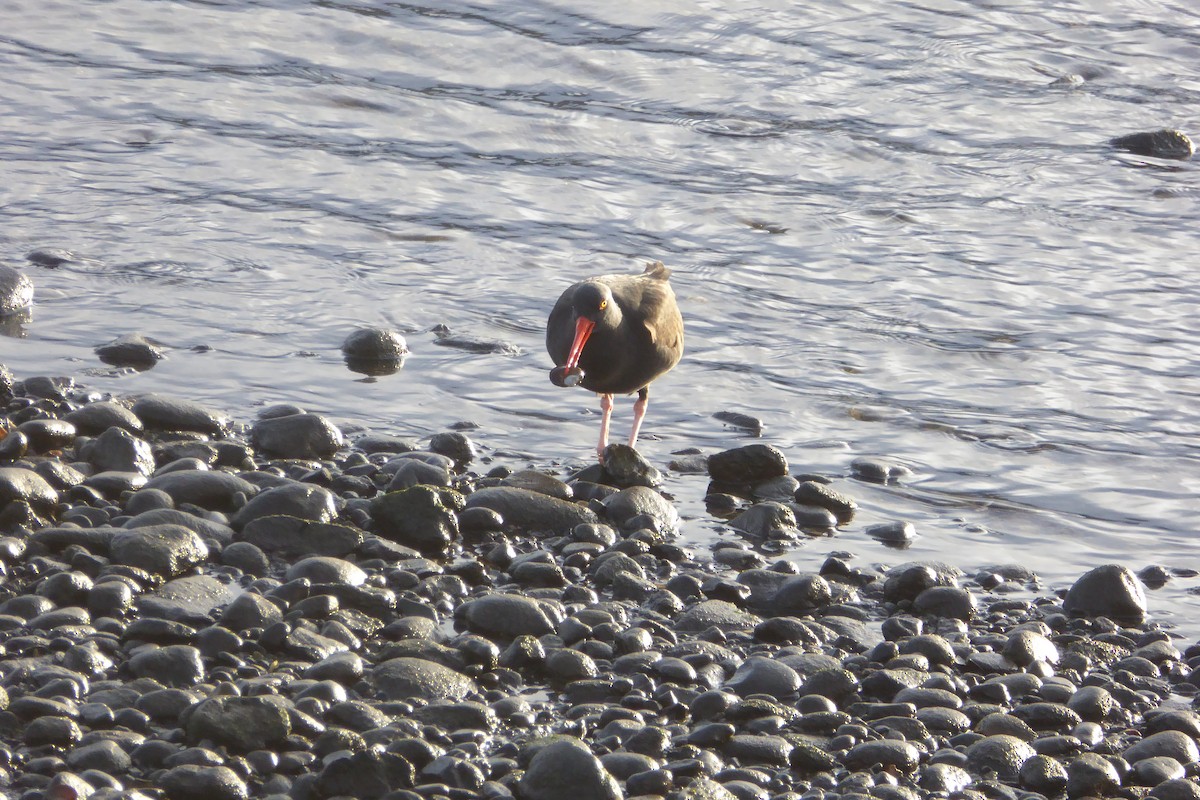 Black Oystercatcher - ML646993109
