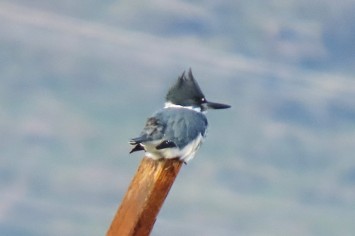 Belted Kingfisher - ML646993112