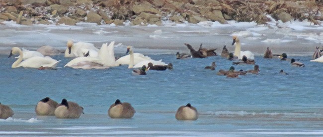 Лебедь-трубач/Американский лебедь - ML646993113