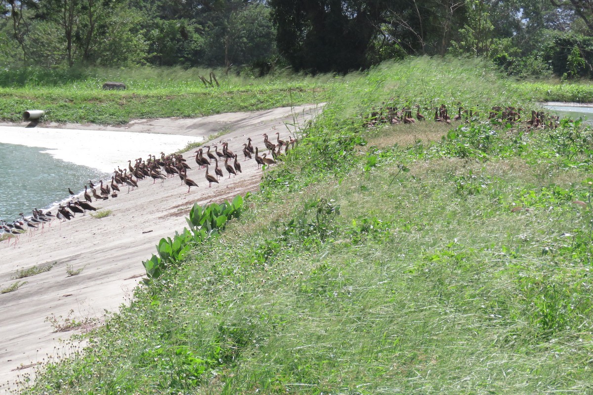 Kara Karınlı Islıkçı Ördek - ML646993114