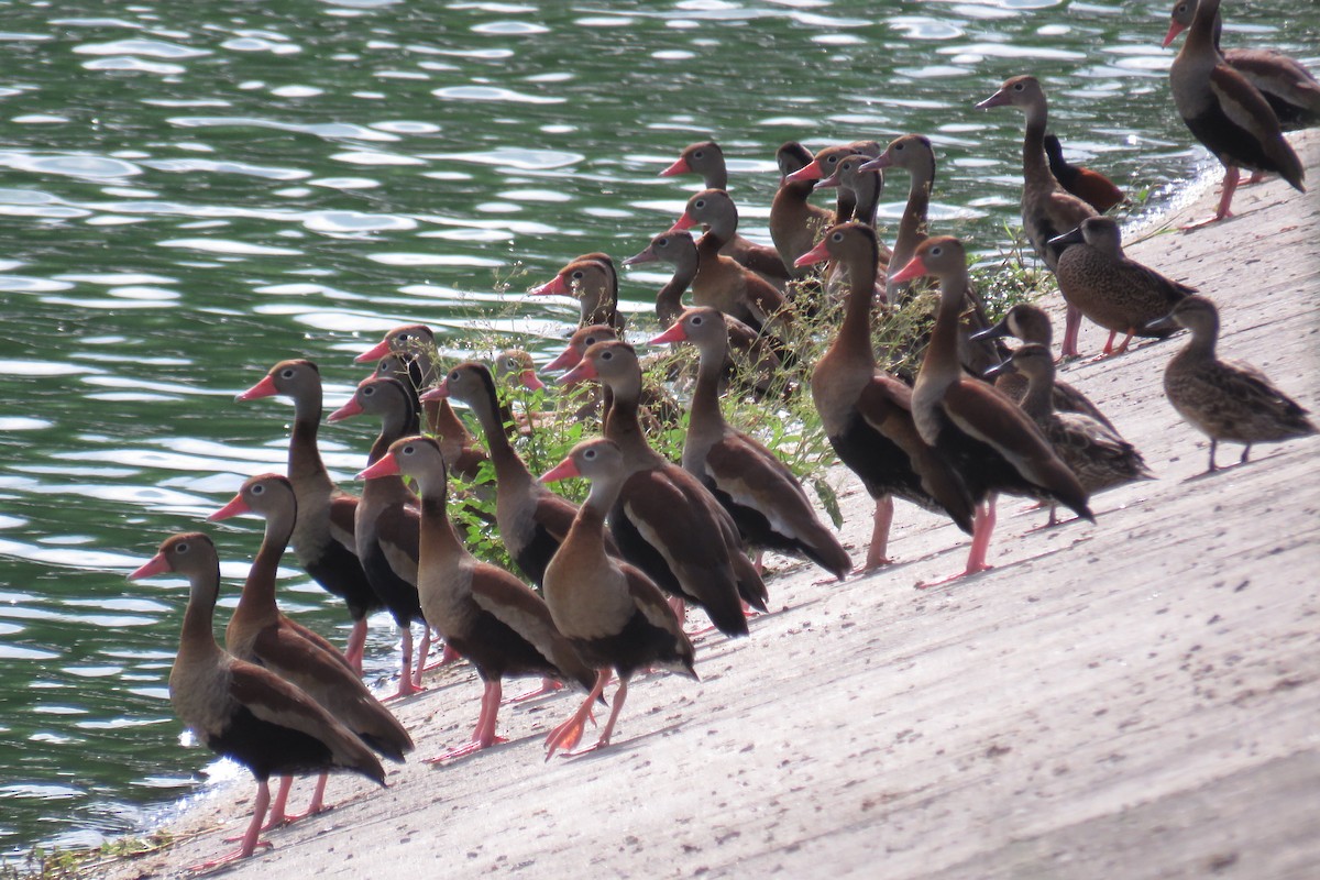 Kara Karınlı Islıkçı Ördek - ML646993115