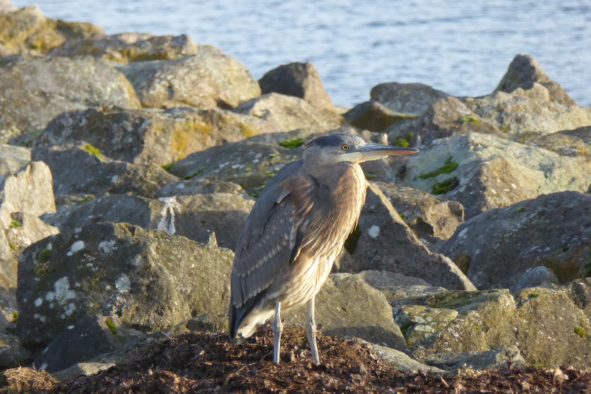 Great Blue Heron - ML646993116