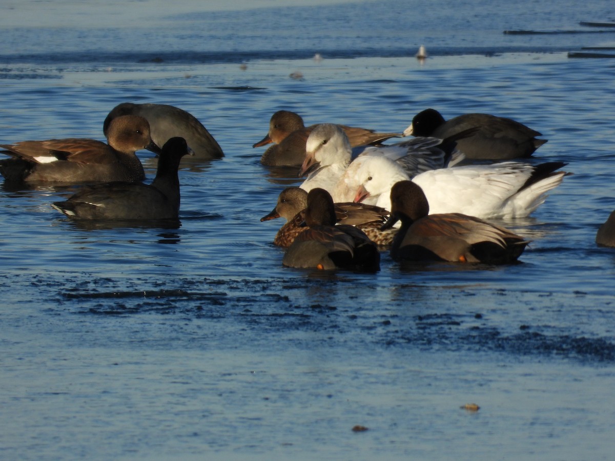 Oie des neiges - ML646993117