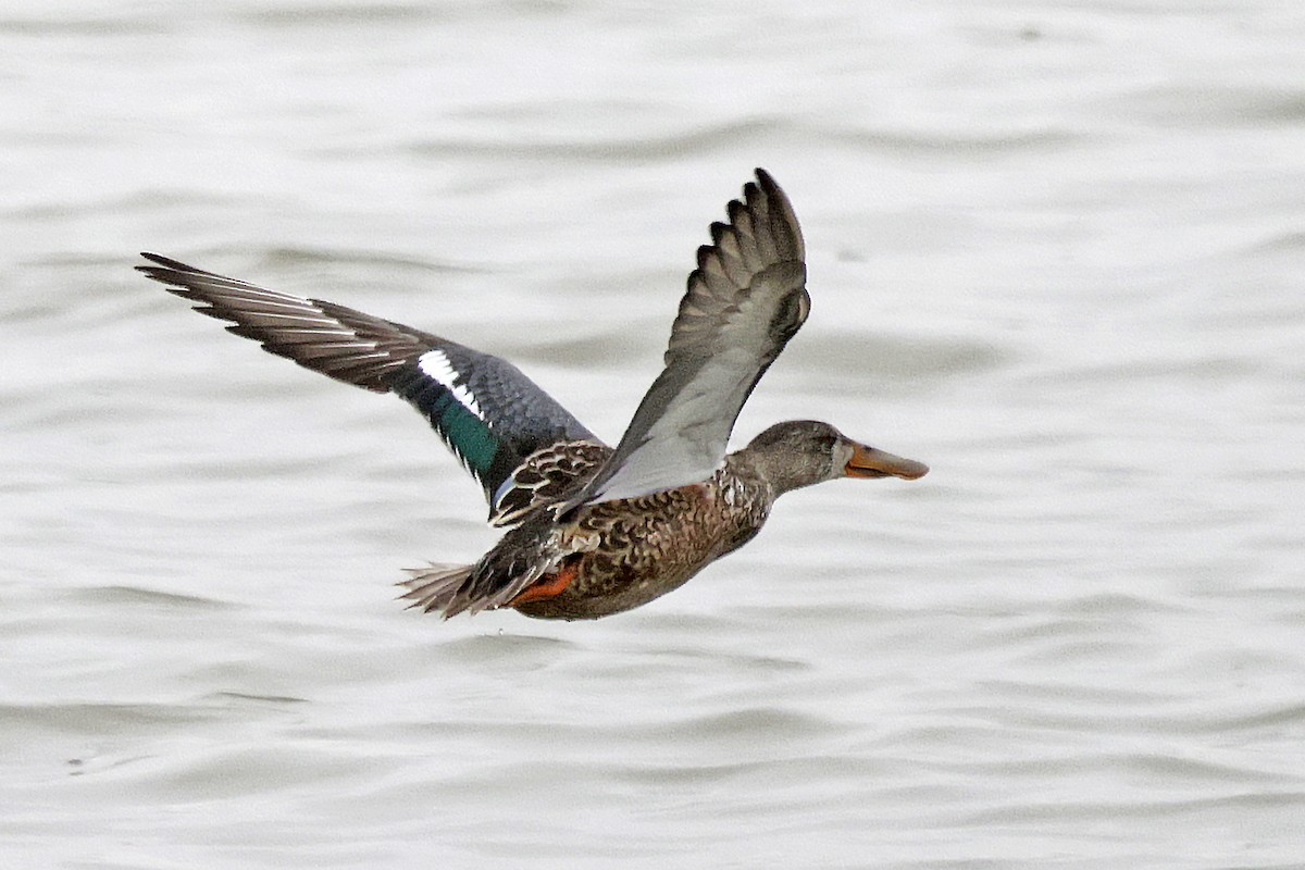 מרית צפונית - ML646993118