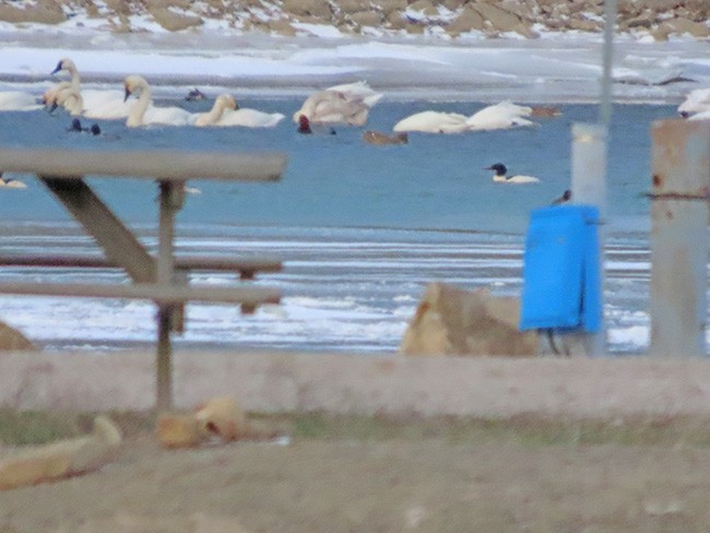 Лебедь-трубач/Американский лебедь - ML646993124