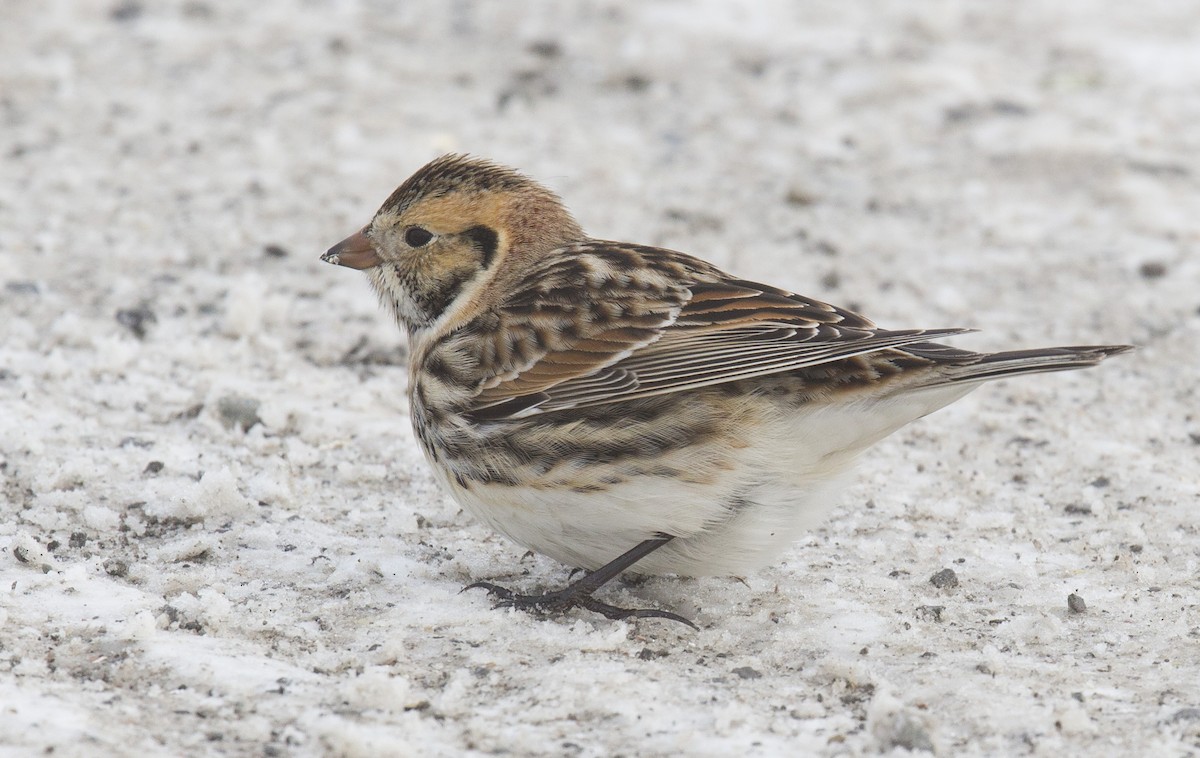 Lapland Longspur - ML646993126