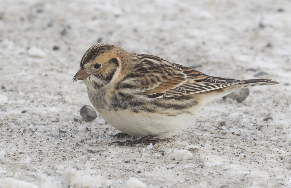 Lapland Longspur - ML646993127