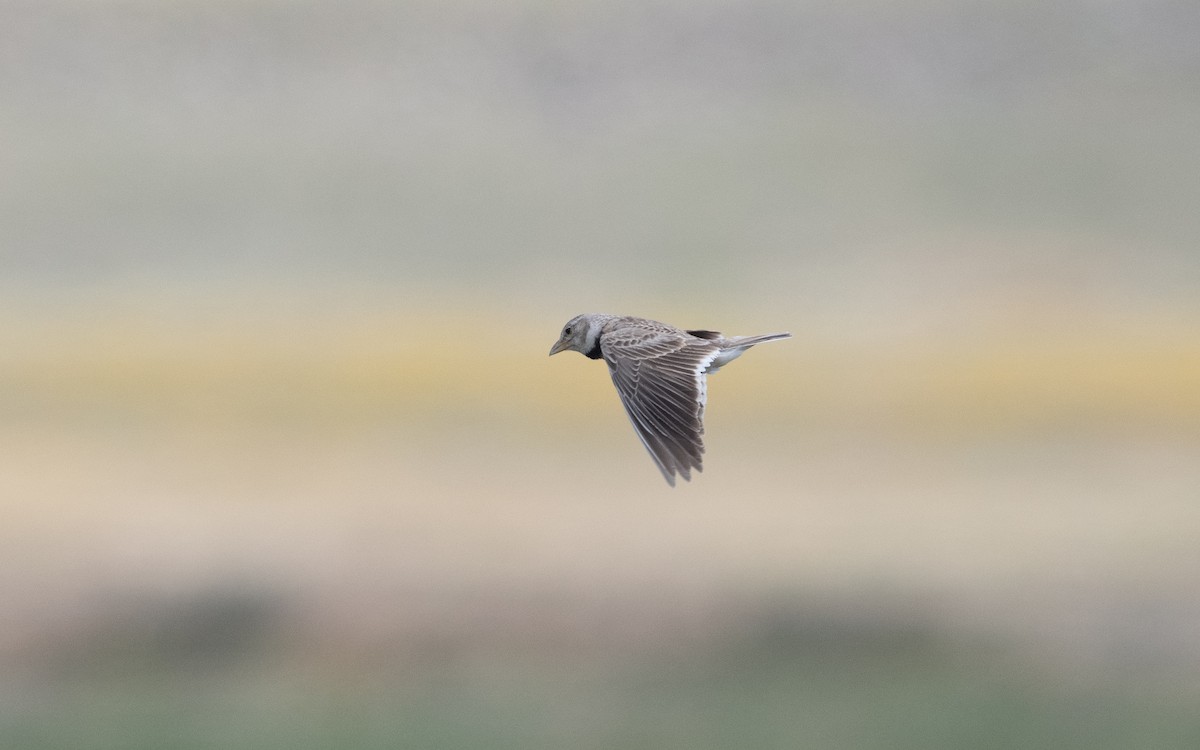 Calandra Lark - ML646993130