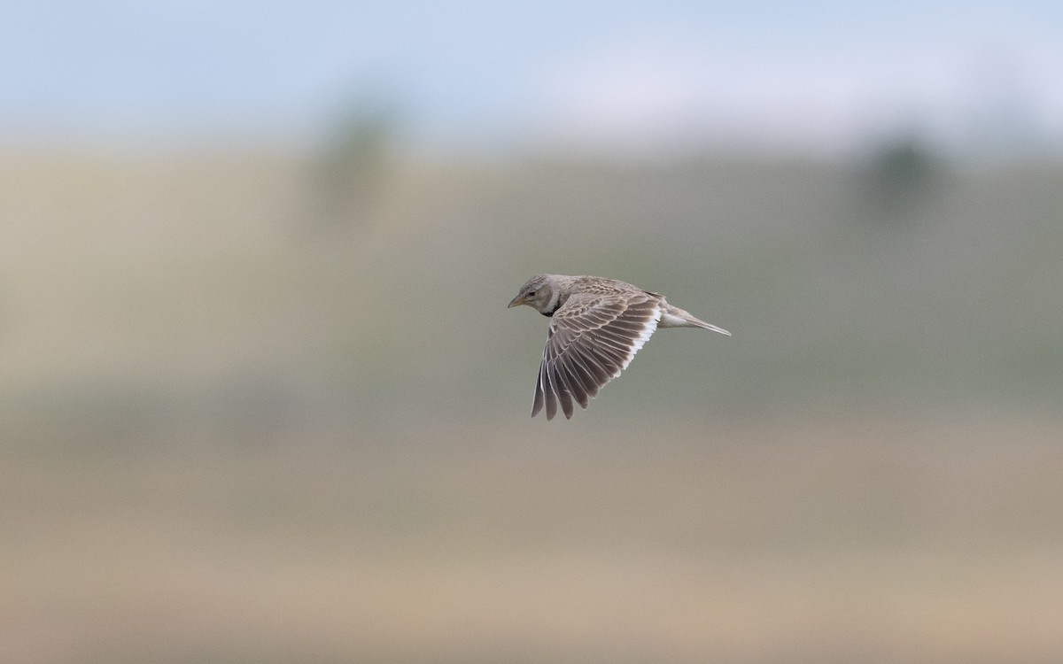 Calandra Lark - ML646993131