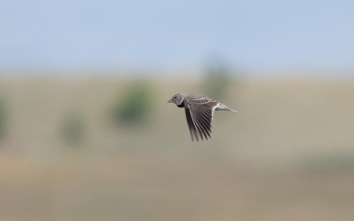 Calandra Lark - ML646993132