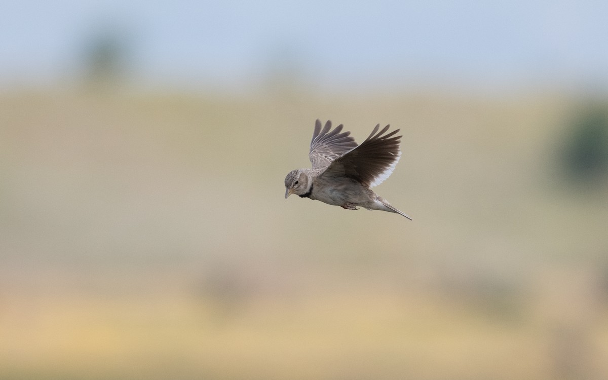 Calandra Lark - ML646993133