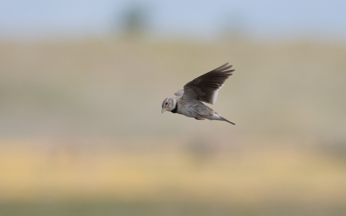 Calandra Lark - ML646993134