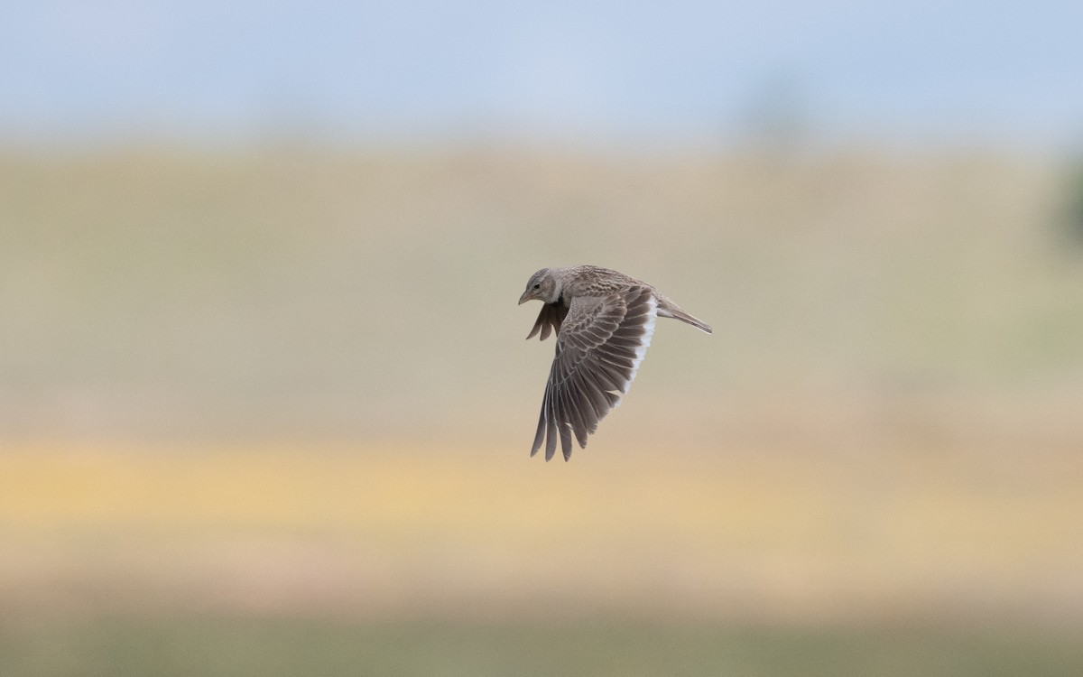 Calandra Lark - ML646993135