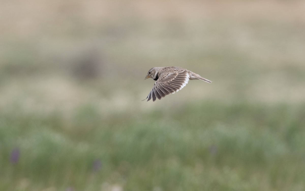 Calandra Lark - ML646993136