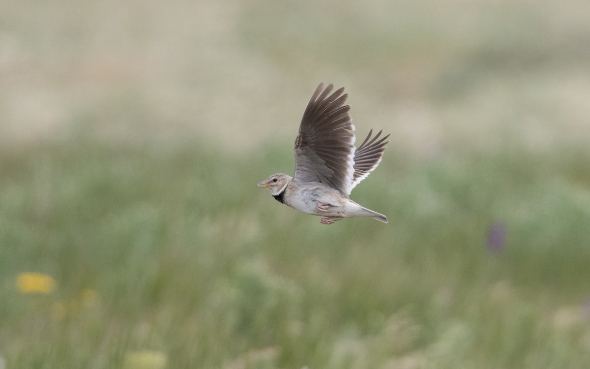 Calandra Lark - ML646993137