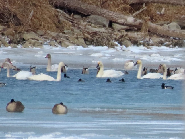 Лебедь-трубач/Американский лебедь - ML646993138