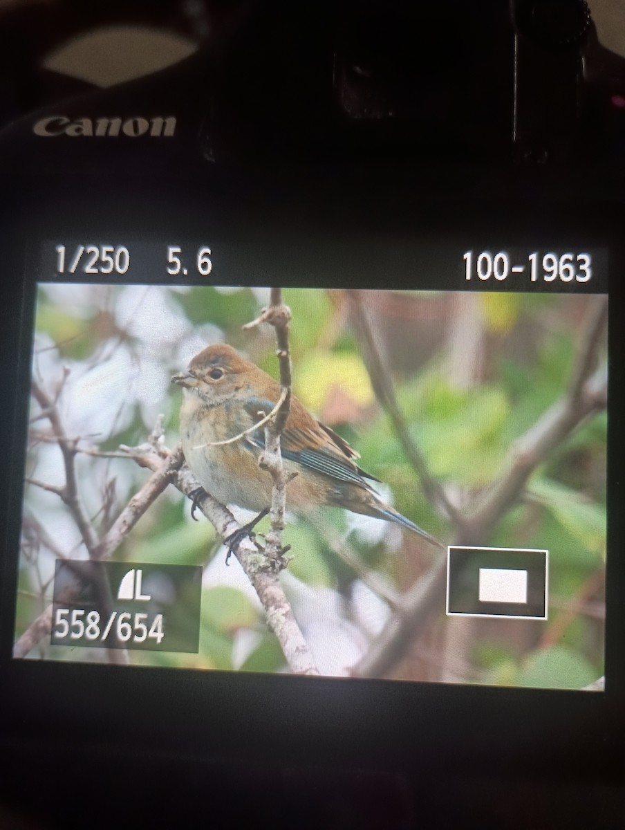 Indigo Bunting - ML646993140