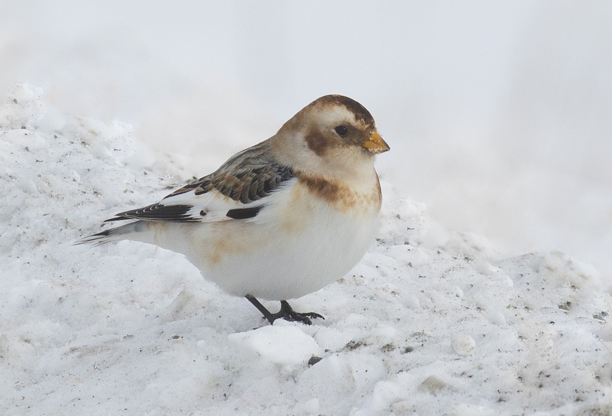 Snow Bunting - ML646993141