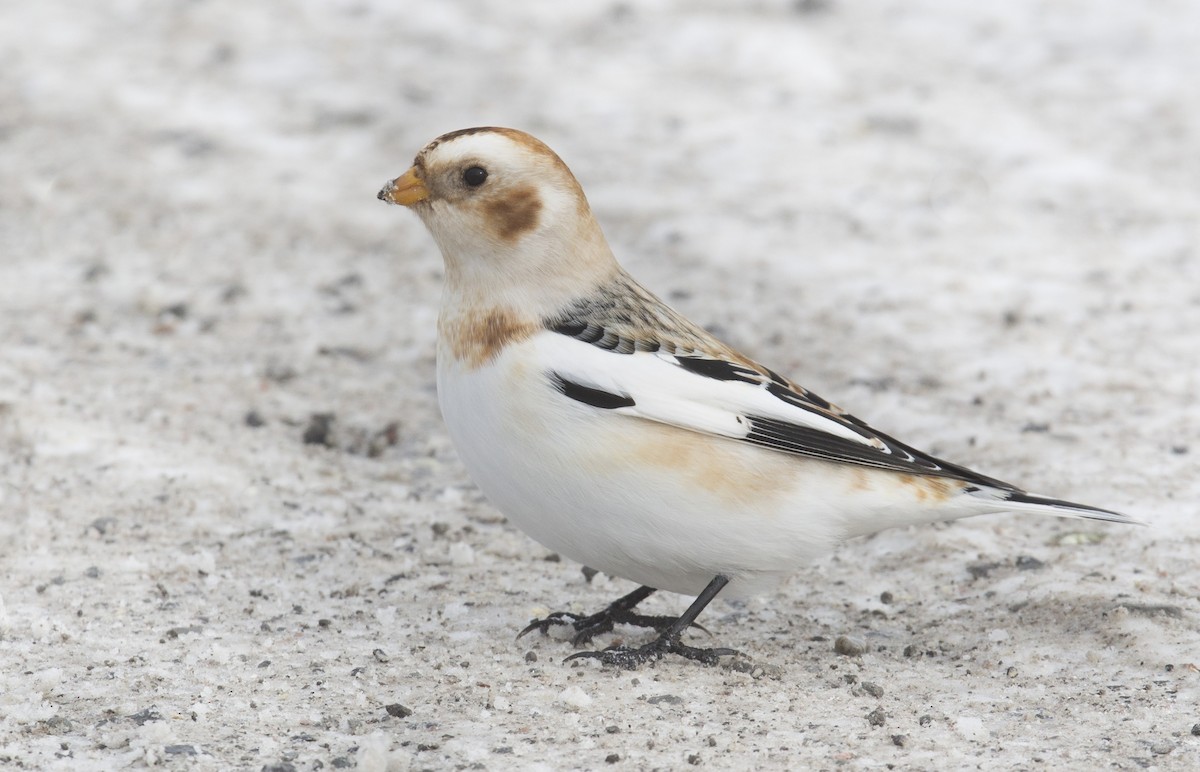 Snow Bunting - ML646993142
