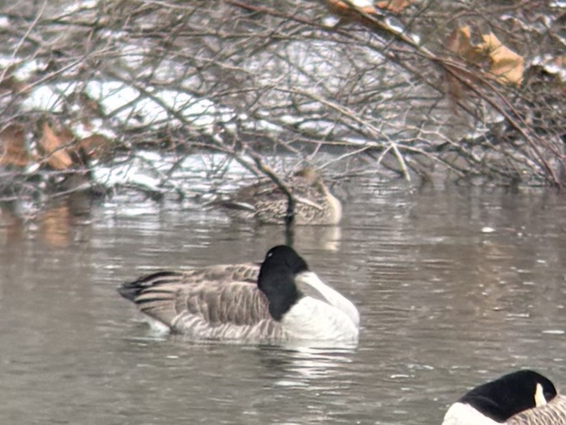 Шилохвость - ML646993143