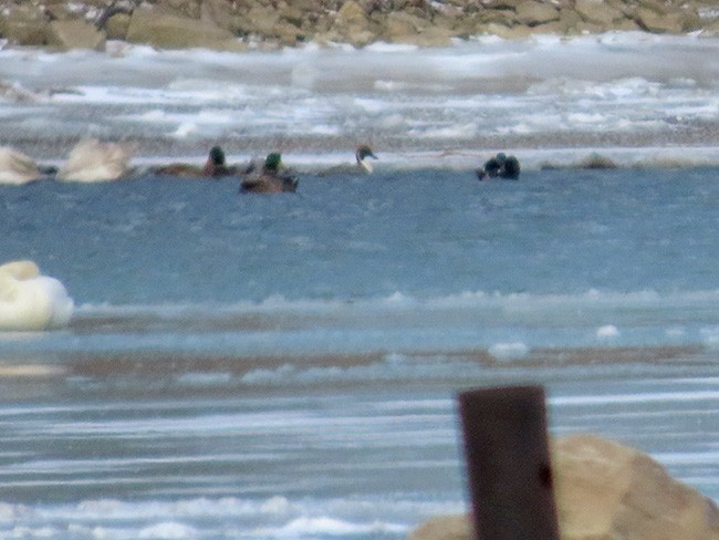 Шилохвость - ML646993146