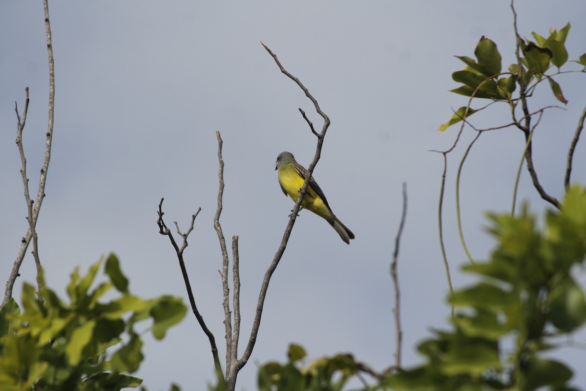 Trauerkönigstyrann - ML646993148