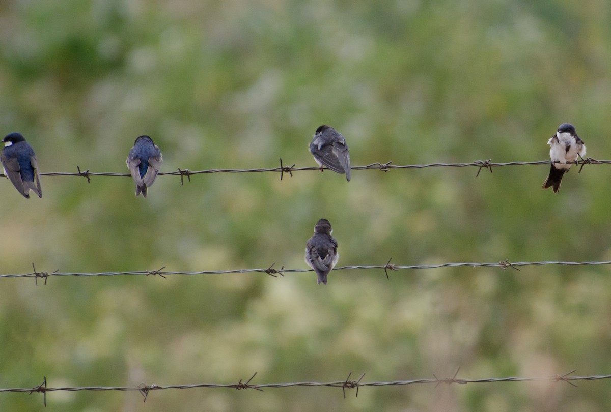 Blue-and-white Swallow - ML646993150