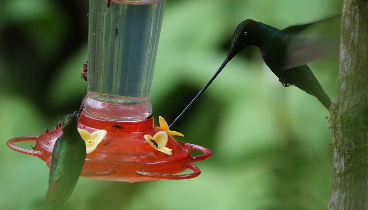 sverdkolibri - ML646993155