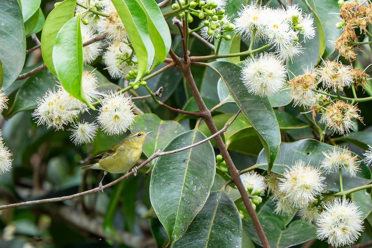 Tennessee Warbler - ML646993159