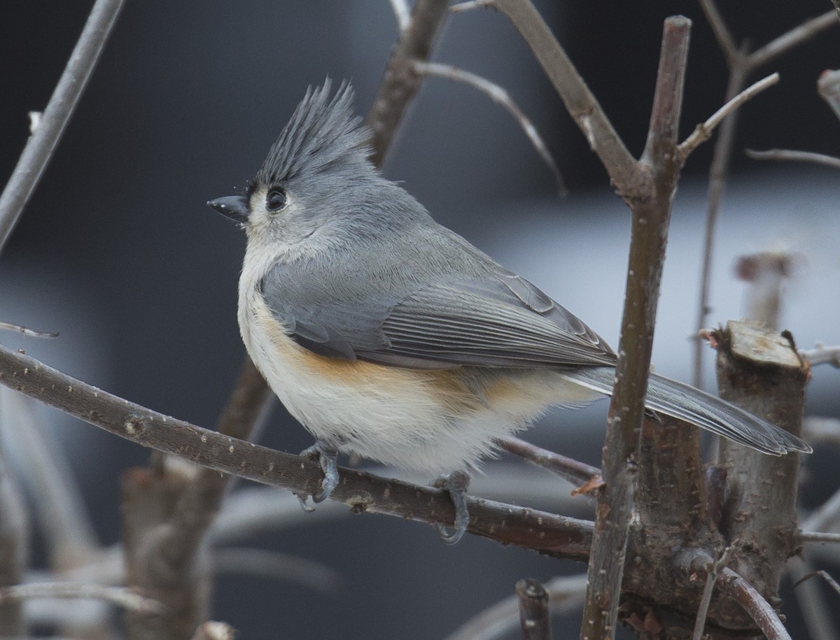 Tufted Titmouse - ML646993161