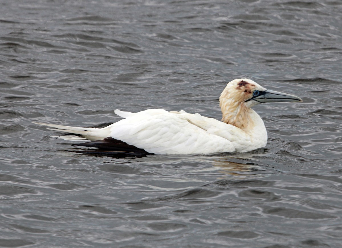 シロカツオドリ - ML646993163