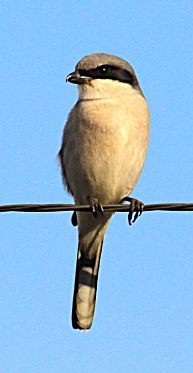 Loggerhead Shrike - ML646993167
