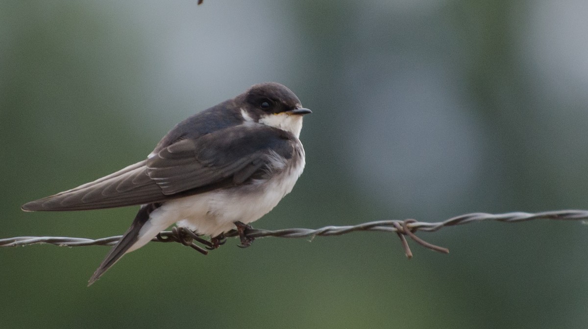 Chilean Swallow - ML646993168