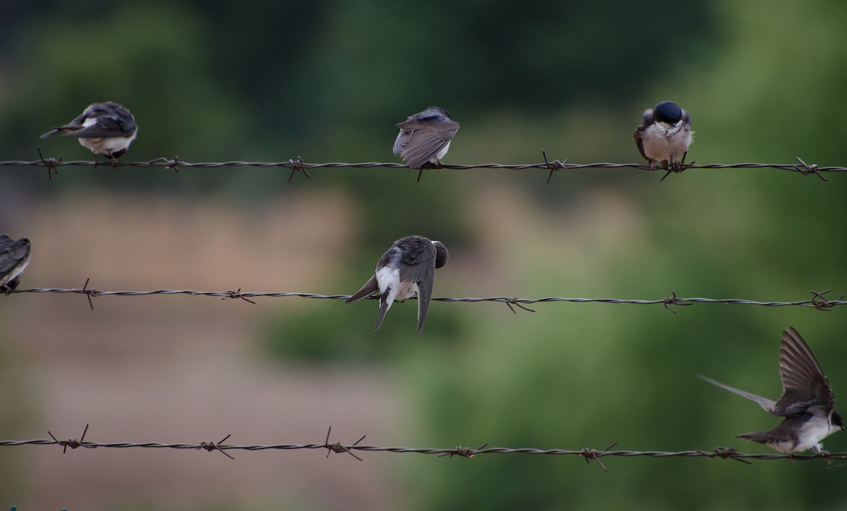 Chilean Swallow - ML646993169